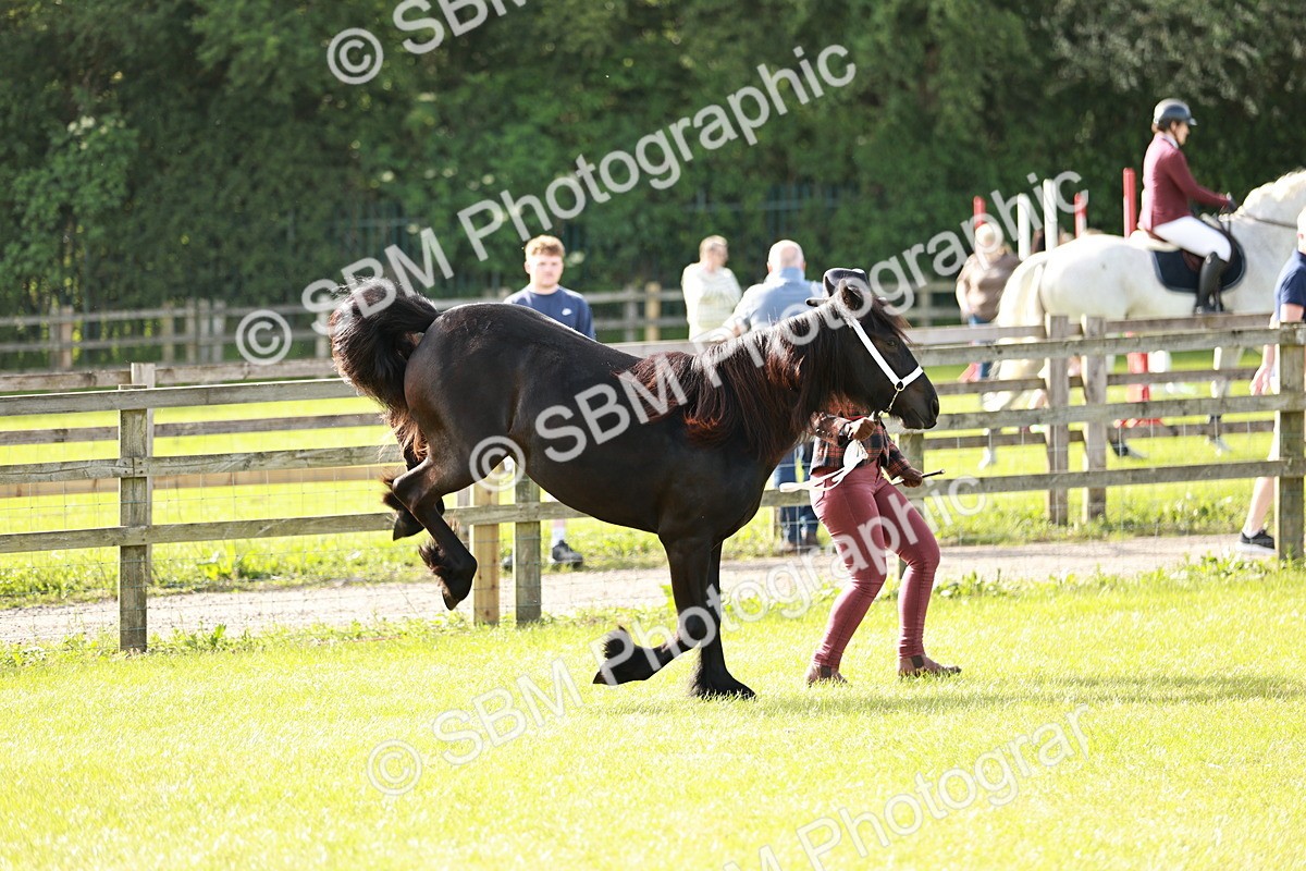 SBM_00689 - Class 14-23 - Mountain & Moorland In Hand Non Welsh