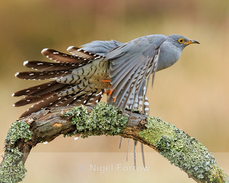 Cuckoo (male) takes off, Scotland - Cuckoo