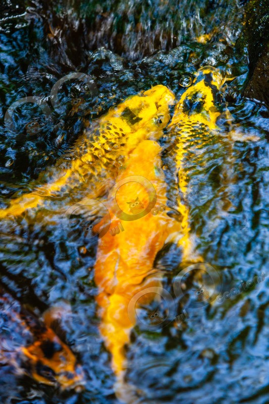 Koi-1084 - Pet Photography