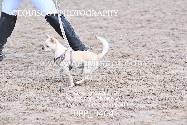 BPP_3464 - CLASS 36 SUN Senior British Novice/ 90cm Open