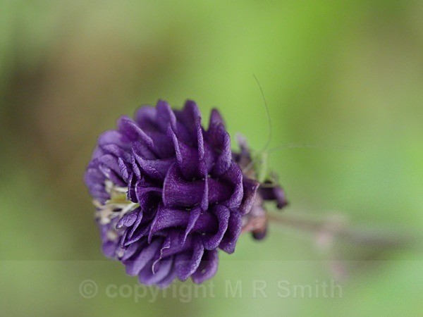 Purple Perfection - MACRO & CLOSE UPS 2