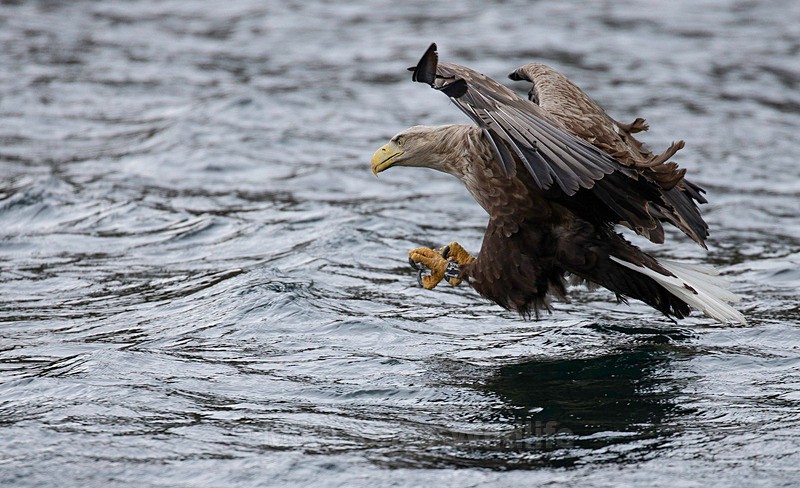 WHITE TAILED EAGLE, ISLE OF MULL, SCOTLAND - THE WHITE TAILED EAGLES GALLERY. Images of the British Sea Eagle