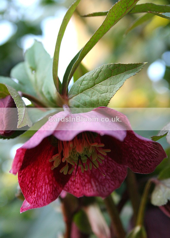 Hellebore 01 - GARDEN FLOWERS
