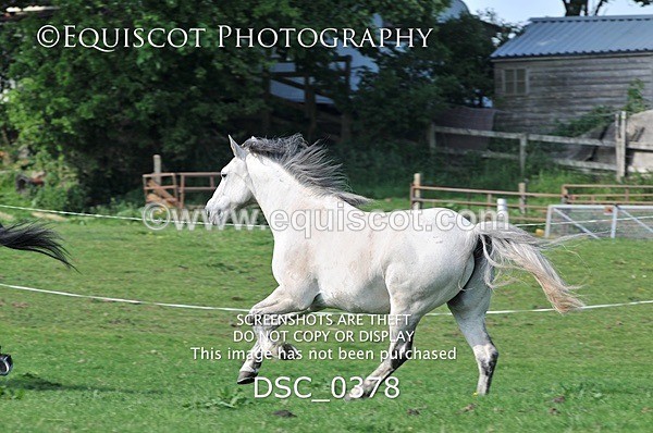 DSC_0378 - ARCHIVE REQUEST - Quincy and Guinness