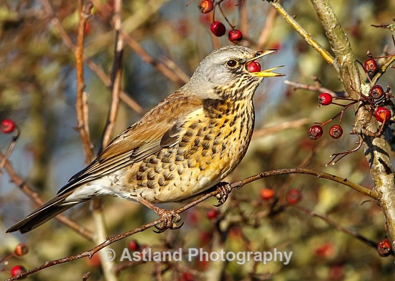 Astland Photography, Bird and Wildlife Images, Susan and Peter Wilson, U.K