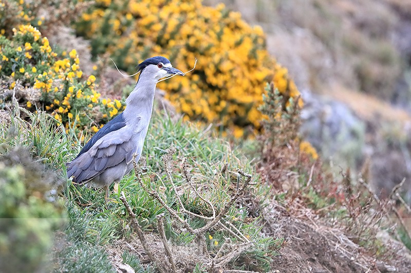 Black-crowned Night-Heron & yellow gorse, Carcass Island, Falklands - Black-crowned Night-Heron