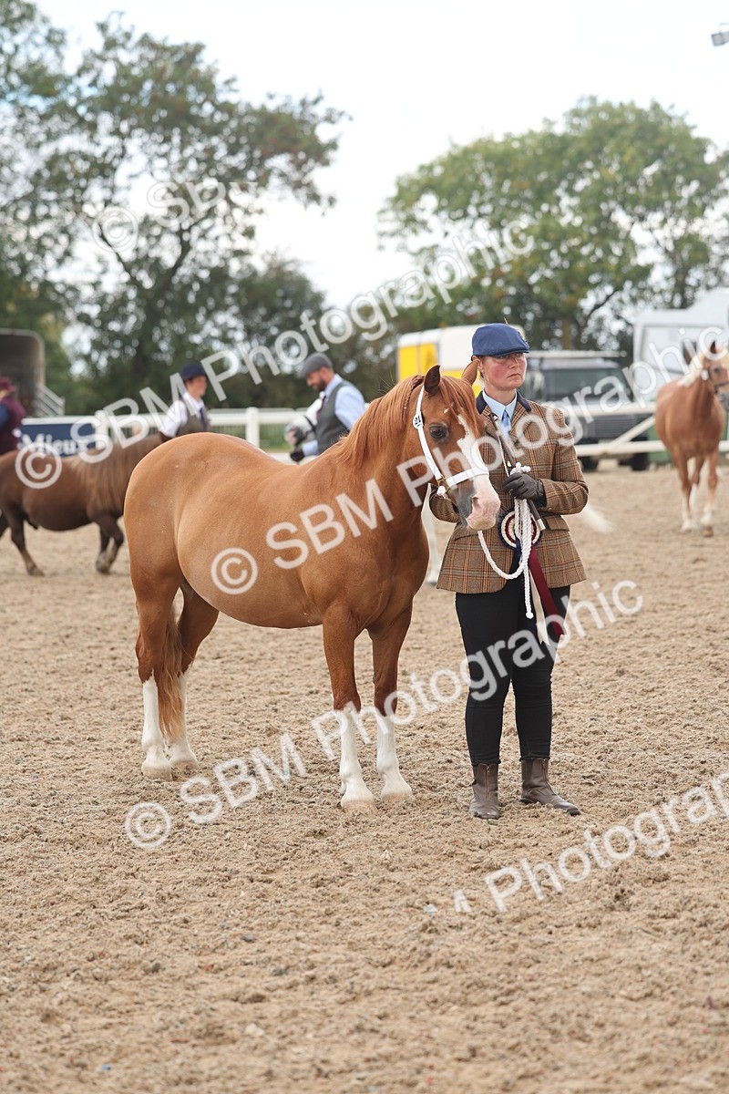 SBM_03304 - Class 16 - IH M&M Wildcard