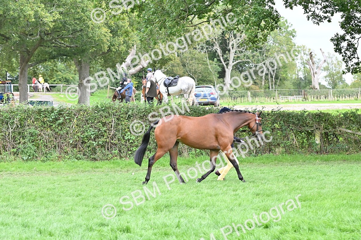 SBM_64936 - S50 - Show Pony & Show Hunter Pony In Hand