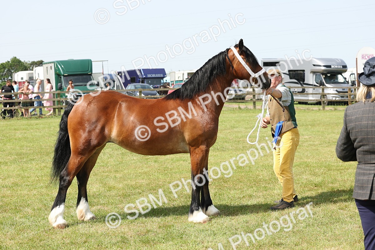 SBM_02357 - Class 6-13 - Mountatin and Moorland In Hand Welsh Breeds