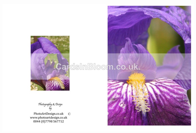 EX. IRIS 4 - THE IRIS CARD COLLECTION