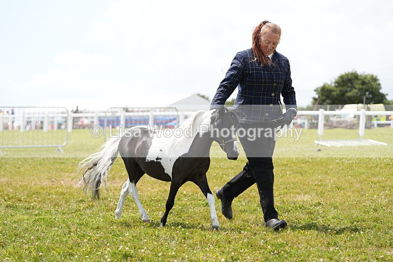 DSC06762 - Class 58: Coloured Pony Youngstock