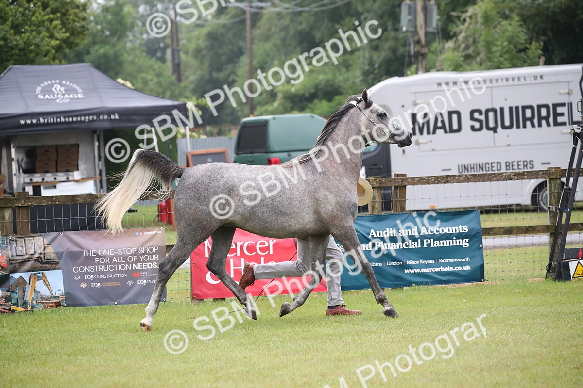 SBM_00021 - Class 17-20 - Arab & Part Bred - Anglo Arab In Hand