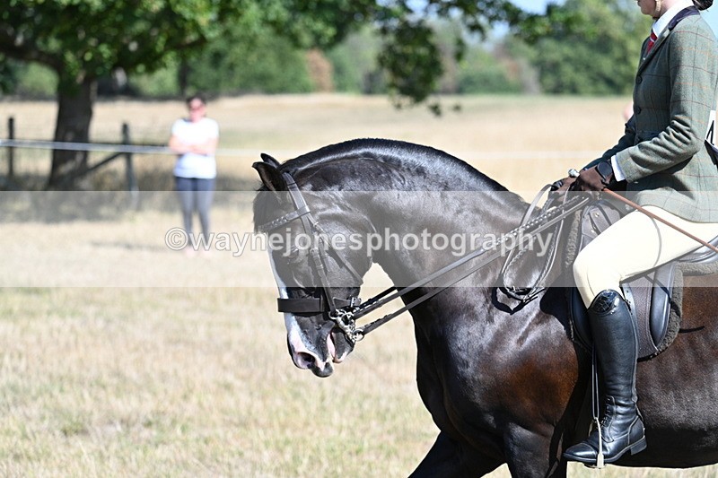 WJ7_3695 - Class 9 Mountain & Moorland Ridden