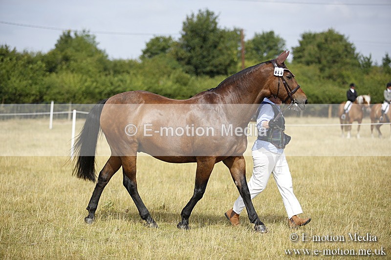 _C7A9346 - BVRC Sow 2018 Ring 2