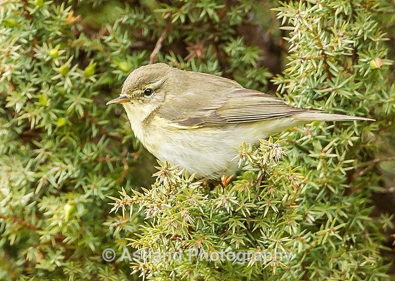 Astland Photography, Bird and Wildlife Images, Susan and Peter Wilson, U.K.