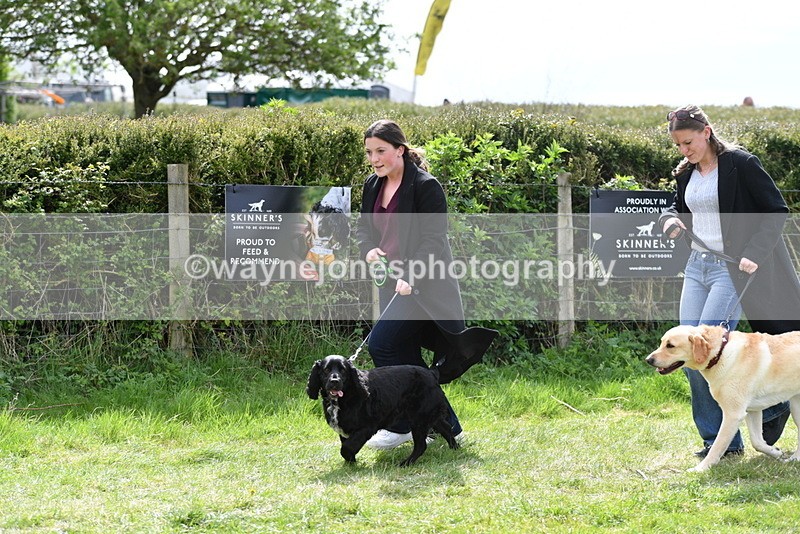 WJ5_9831 - Class 3 Most Handsome Dog