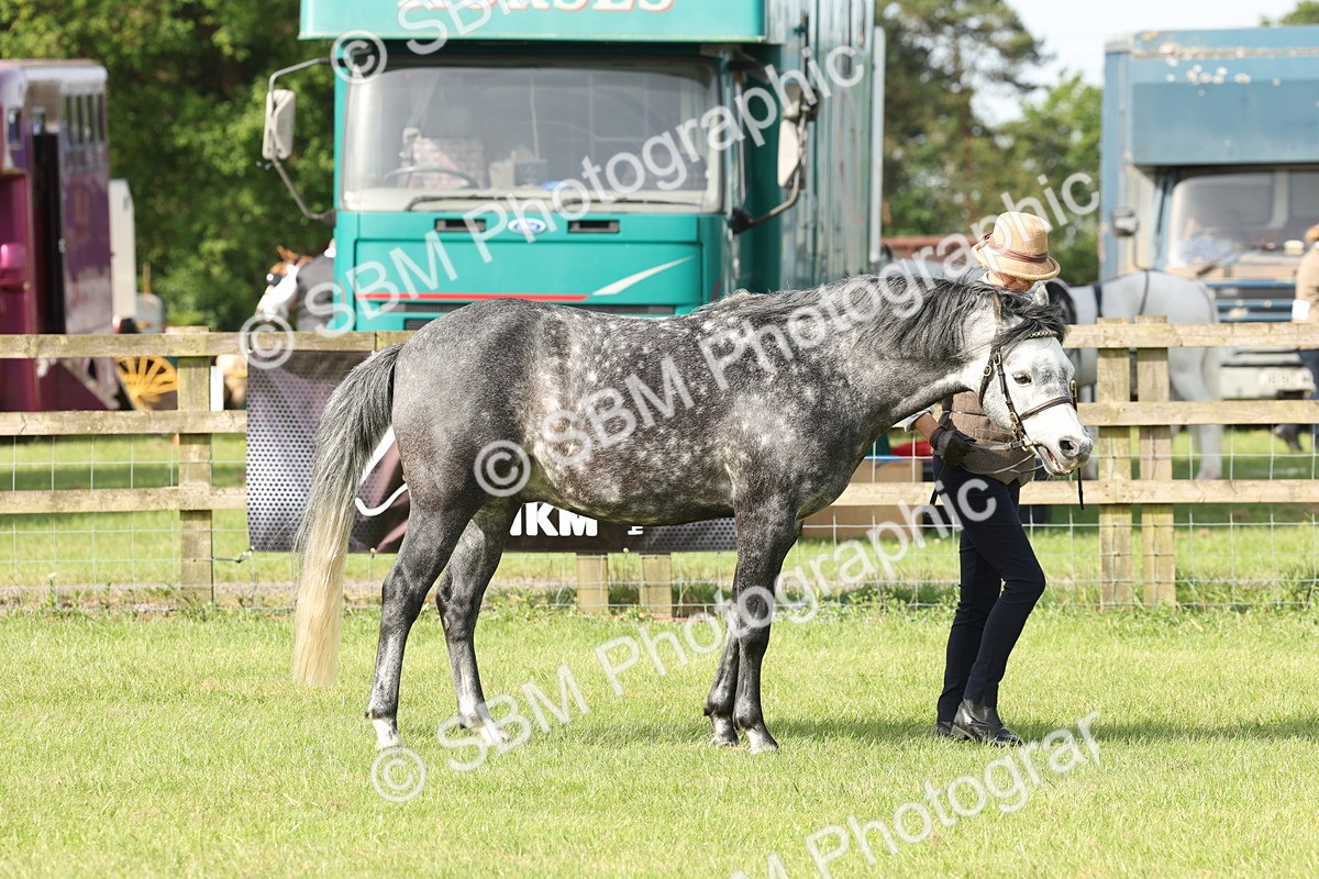 SBM_00732 - Class 6-13 - Mountatin and Moorland In Hand Welsh Breeds