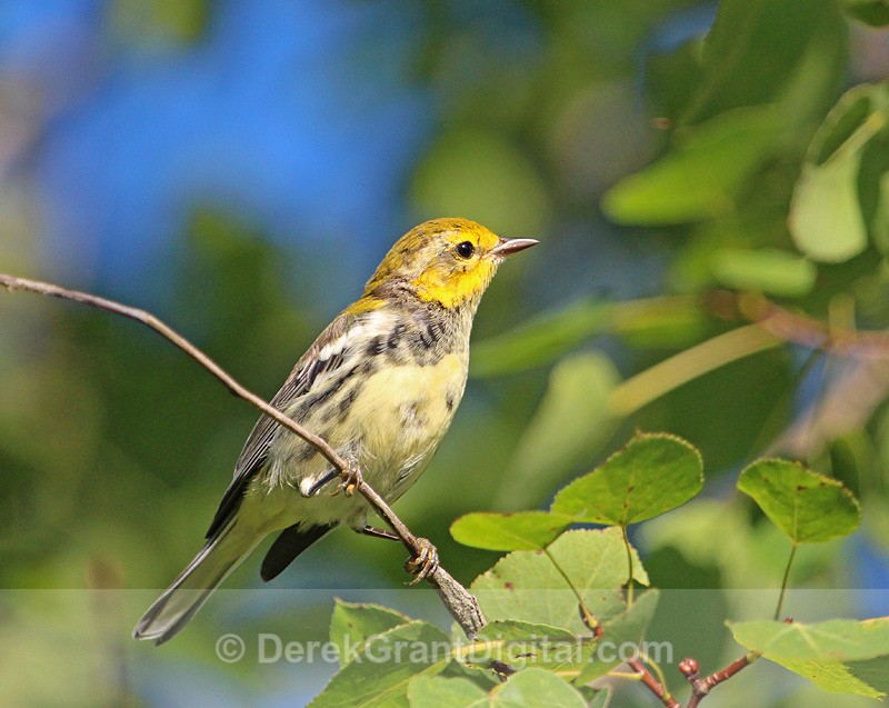 Setophaga virens - female - Birds of Atlantic Canada