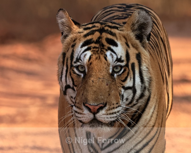Male Bengal Tiger portrait, Panna, Madhyra Pradesh, India - Tiger