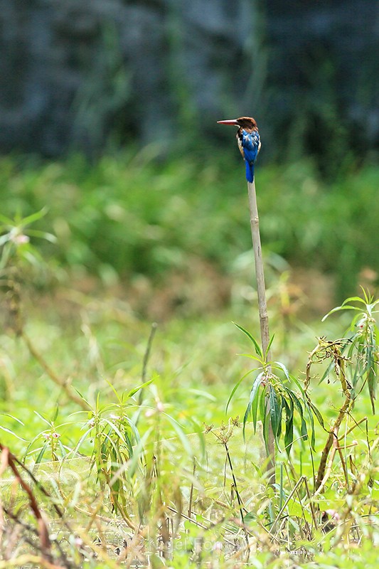 White-throated Kingfisher, Tam Coc, Vietnam - White-throated Kingfisher