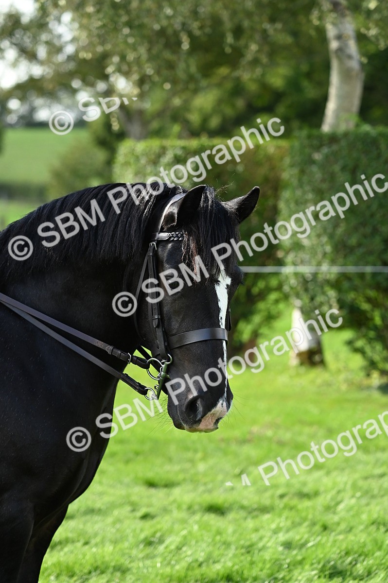 SBM_02831 - S3 - TSR Ridden Pony Showing