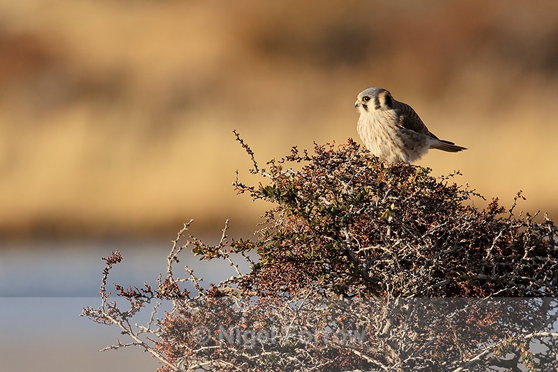 American Kestrel perched on bush, Torres del Paine, Chile - American Kestrel