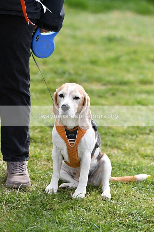 WJ5_0225 - Class 5 Best Veteran / 7 years & over