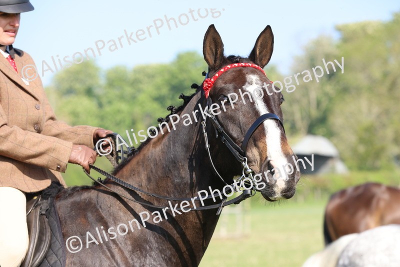 20250427-0538 - Class 17 - Novice Showing