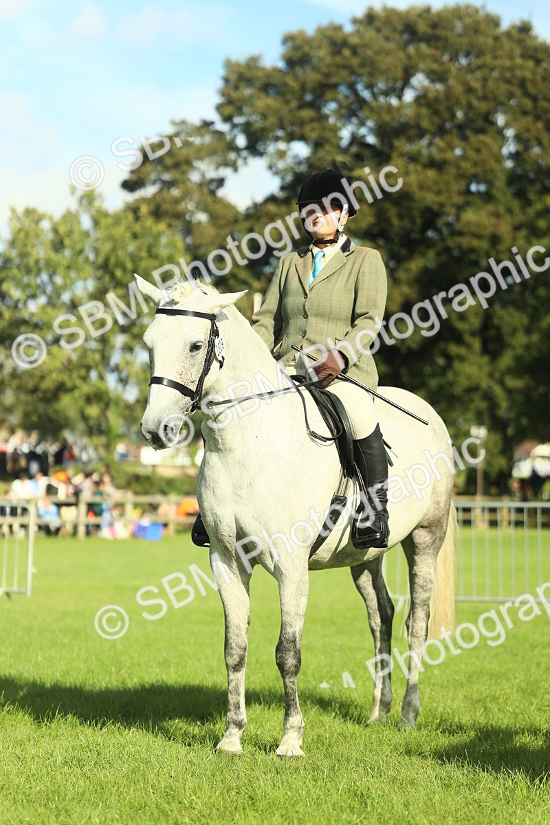 SBM_49876 - S32 - Novice & Newcomers Working Hunter