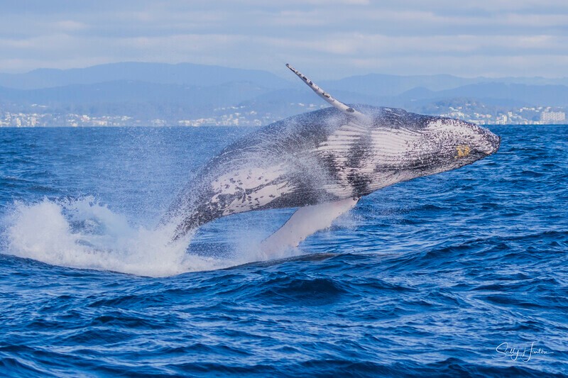 0A3A2575 Belly down - 2024 Whale Photos