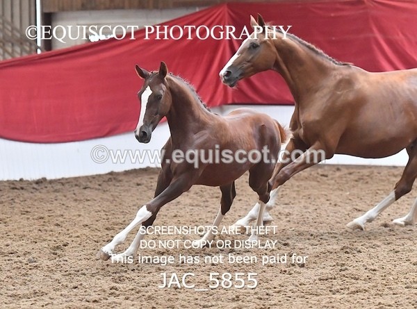 JAC_5855 - 11 Pandora of Westoak