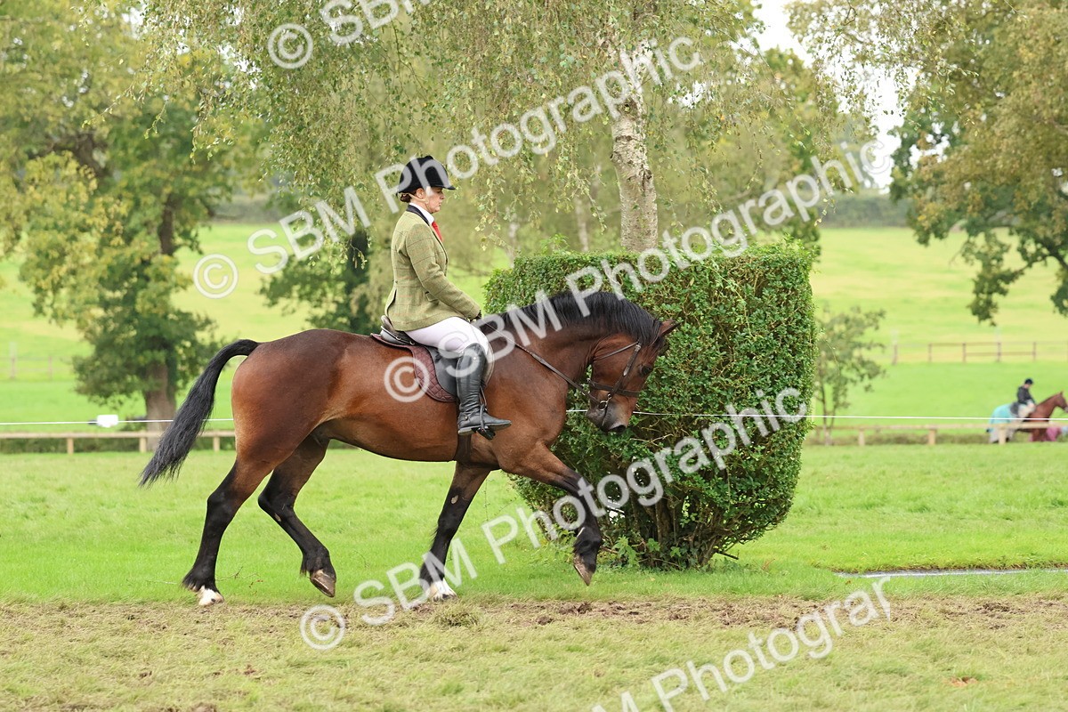SBM_69556 - S62 - Mountain & Moorland Ridden Large Breeds