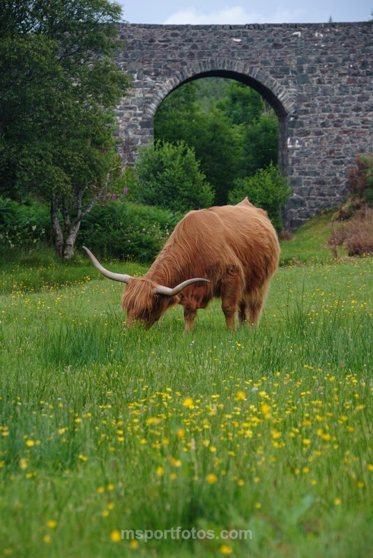 Highland cow - Travel, city/land scapes