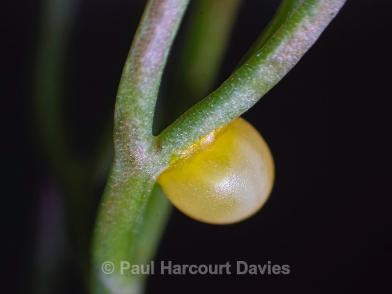 Common swallowtail (egg) (Papilio machaon) - Mikromak & TS Robusto 160
