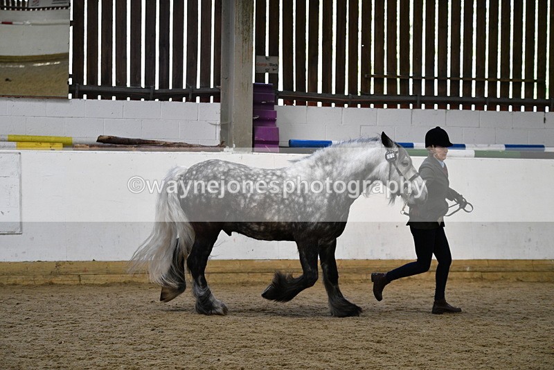 WJ5_5631 - Morning in hand Championship