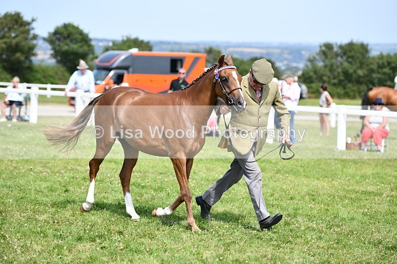DSC_8348 - Class 68: Part Bred In Hand M & M