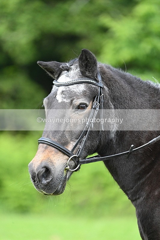 WJ7_1666 - Class 11 Condition & Turnout
