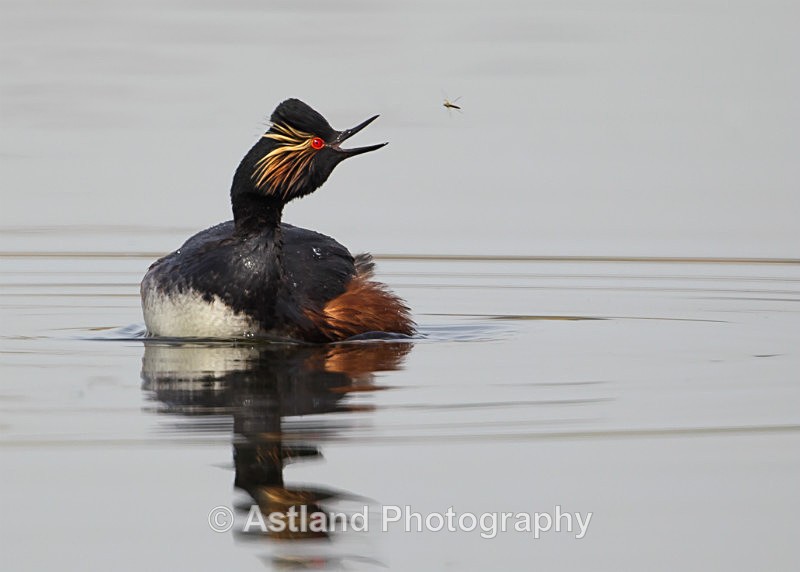 Astland Photography, Bird and Wildlife Images, Susan and Peter Wilson, U.K.