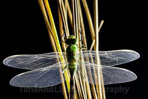 Teneral Male Emperor - Dragonflies & Damselflies