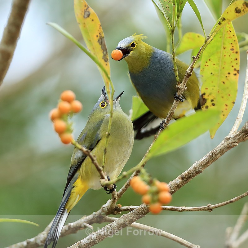 Long-tailed Silky-flycatcher (male and female), Costa Rica - Long-tailed Silky-flycatcher