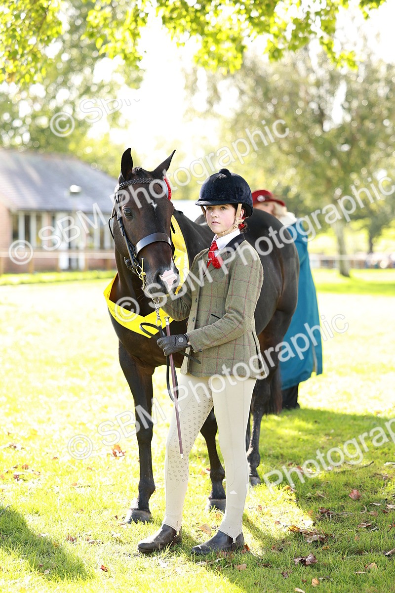 SBM_42212 - S32 - Mountain & Moorland Working Hunter Pony