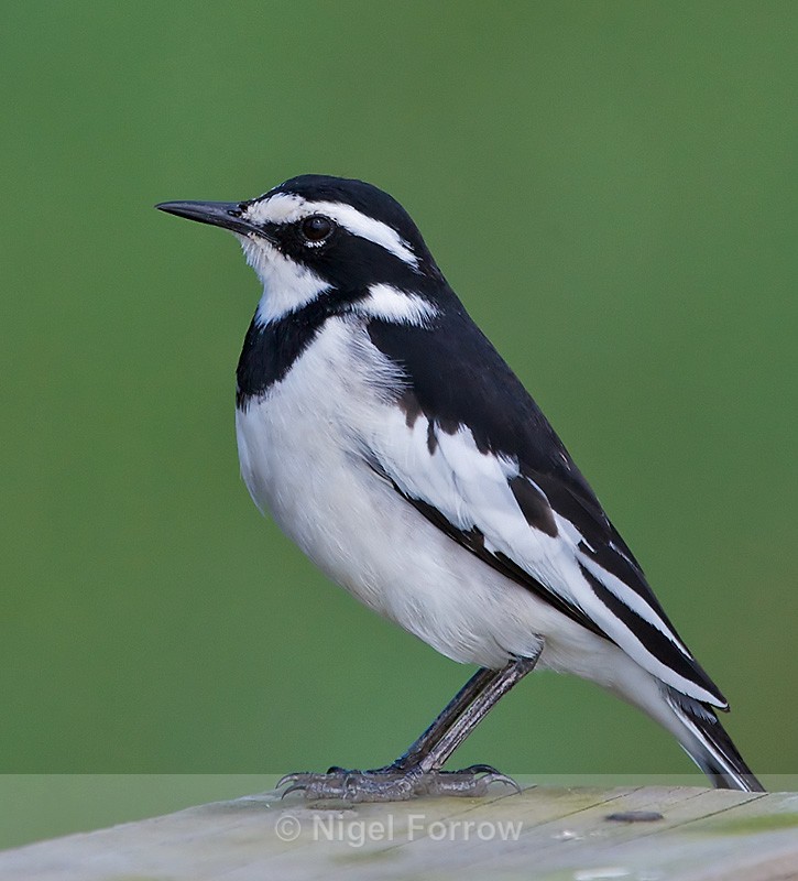 African Pied Wagtail (adult) - African Pied Wagtail