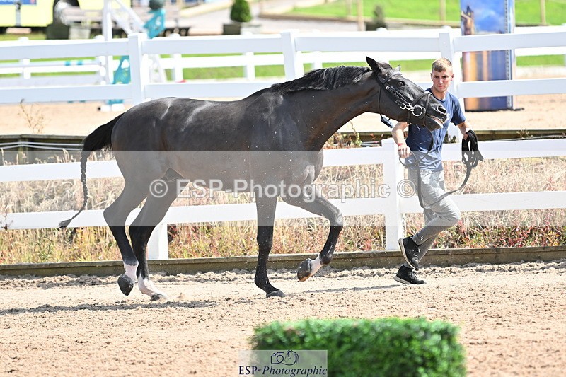 240717A-154403-03017 - Trot Up 3pm to 4pm