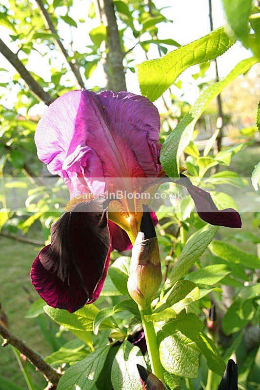 Iris 1042 - IRISES