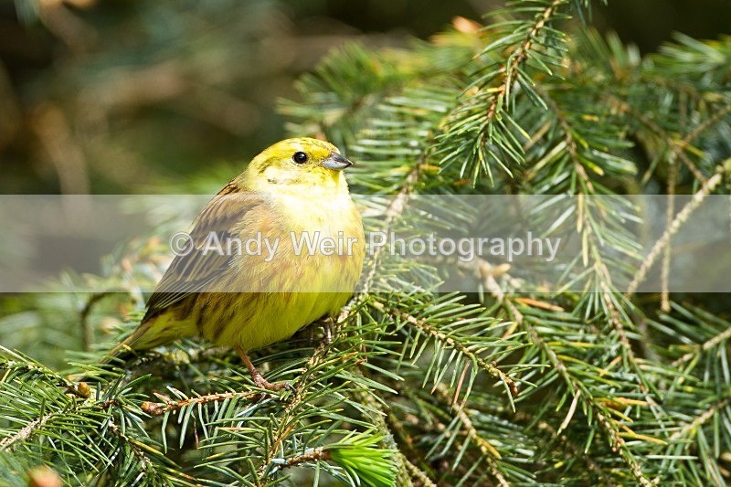 20120508-_MG_9903 - Buntings