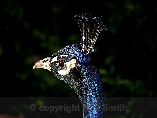 Peacock Portrait - BIRDS & INSECTS