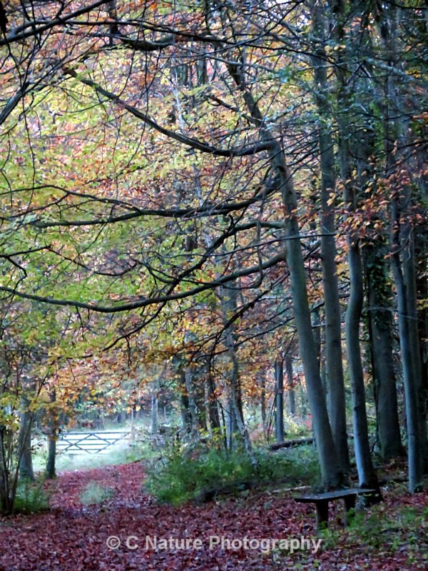 Autumn Colours - Country