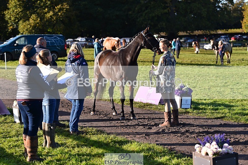 231022-093320-21873 - 502-REBEL.ON.THE.RUN-Ida.Strandberg-TrotUp+SJ