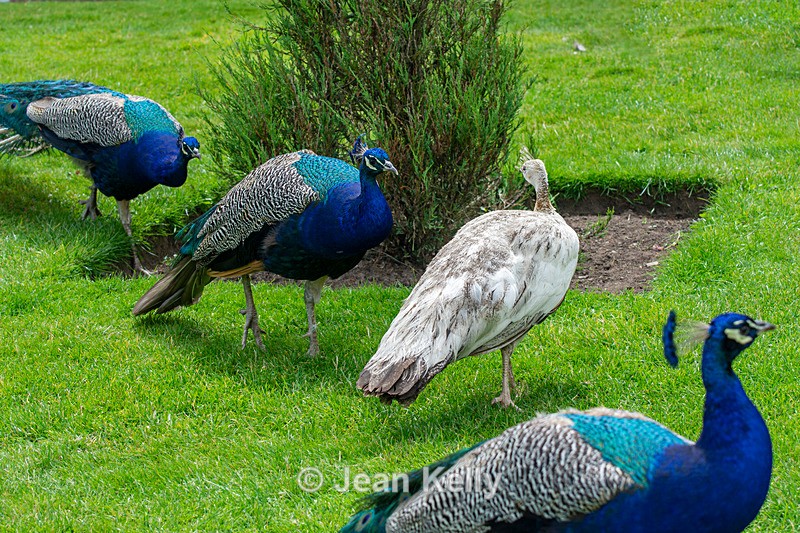 Ostentation of Peacocks - DSC_7851 - Birds