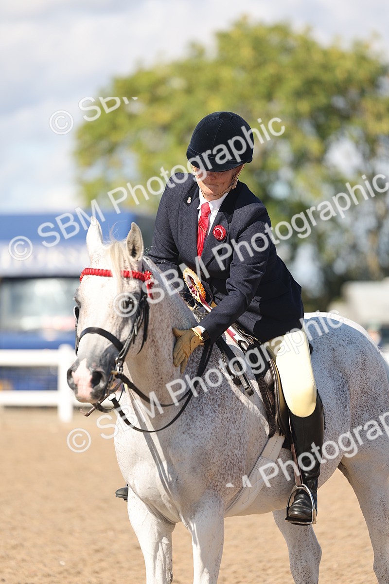 SBM_13132 - Class 305 - Ridden Foreign Breed Pure Bred